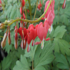DICENTRA spectabilis Valentine&reg; PP22739