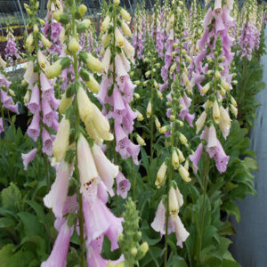 DIGITALIS CAMELOT™ SERIES purpurea 'Lavender'