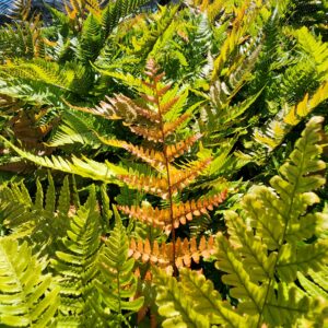 DRYOPERIS erythrosora (Autumn fern)