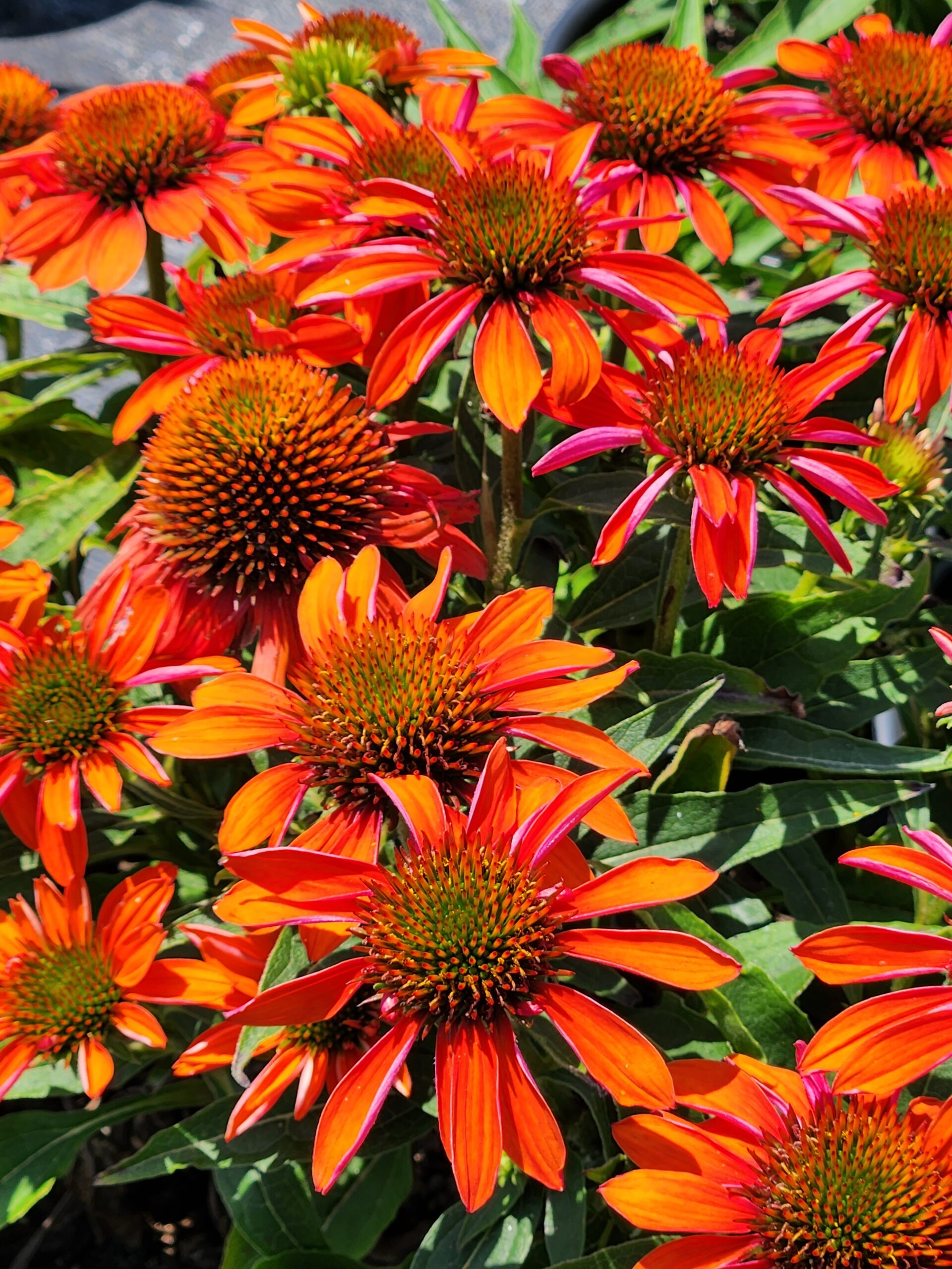 ECHINACEA SOMBRERO® 'Adobe Orange' PP26639