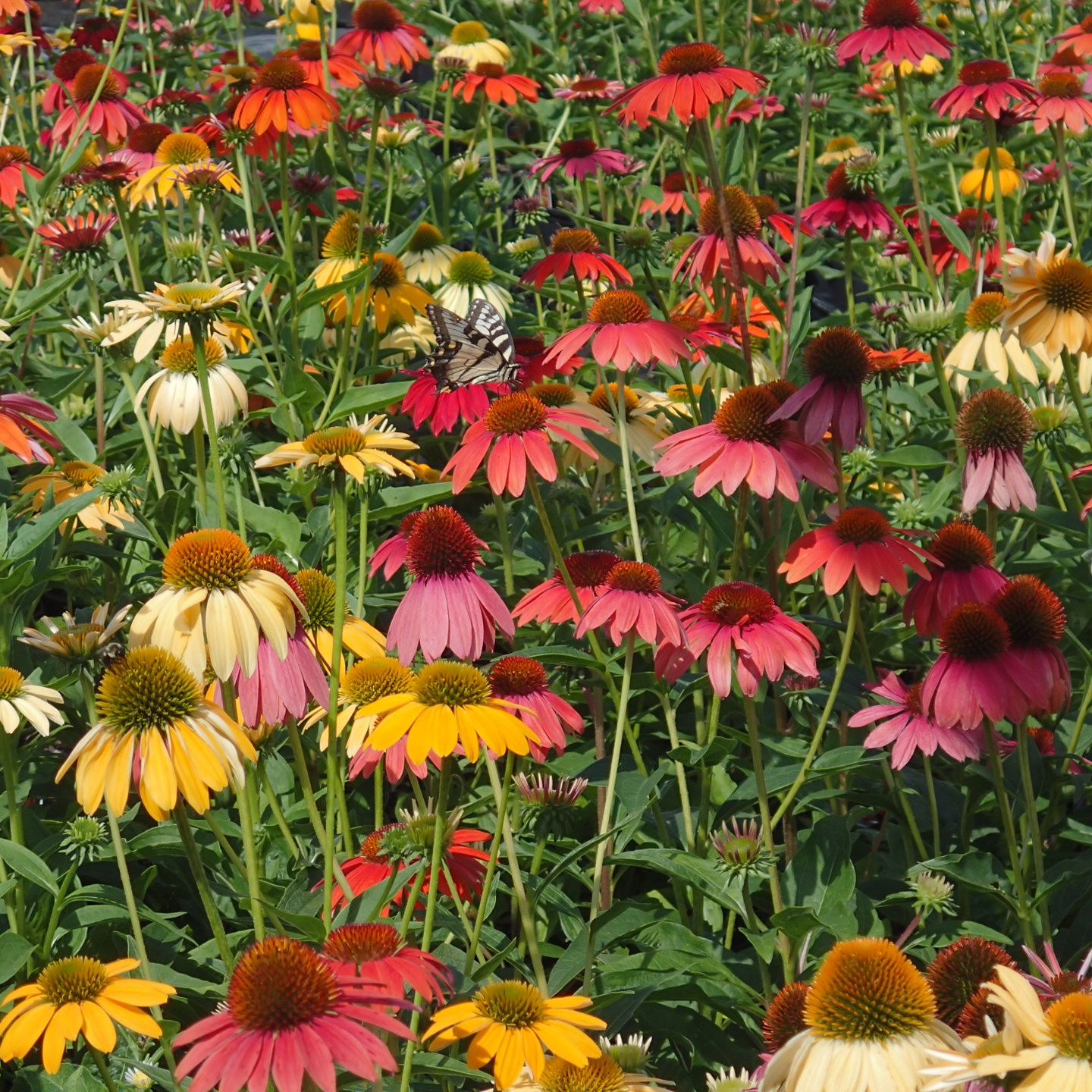 ECHINACEA 'Cheyenne Spirit'