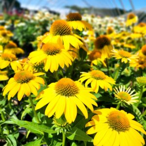 ECHINACEA SOMBRERO&reg; 'Lemon Yellow' Improved PP30116