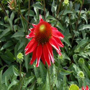 ECHINACEA SOMBRERO&reg; 'Salsa Red' PP23105