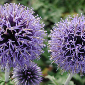 ECHINOPS bannaticus 'Blue Glow'