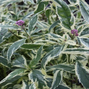 EUPATORIUM fortunei 'Pink Frost'