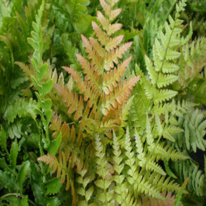 DRYOPTERIS erythrosora 'Brilliance'