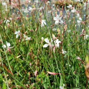 GAURA lindheimeri 'Whirling Butterflies'