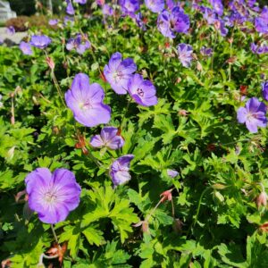 GERANIUM x 'Rozanne'