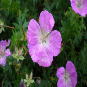 GERANIUM sanguineum 'New Hampshire'