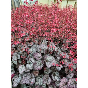 HEUCHERA 'Glitter' PP25019