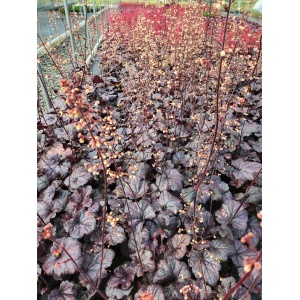 HEUCHERA 'Grape Expectations' PP26894