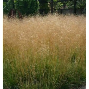 DESCHAMPSIA cespitosa 'Goldtau'