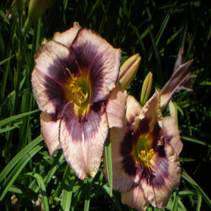 HEMEROCALLIS 'Daring Deception'