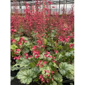 HEUCHERA 'Paris' PP18881