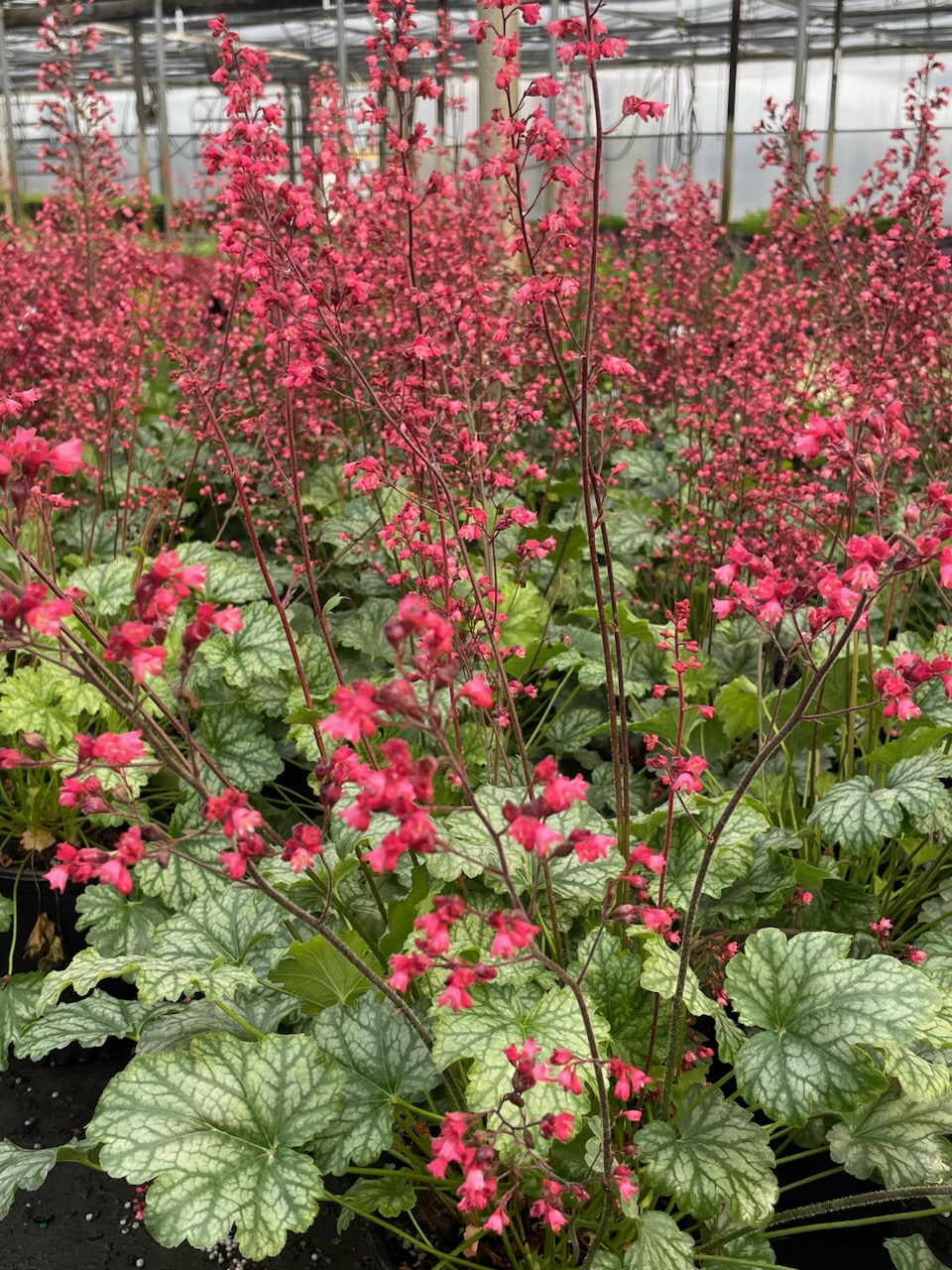 HEUCHERA 'Paris' PP18881