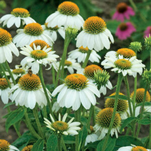 ECHINACEA 'PowWow White'