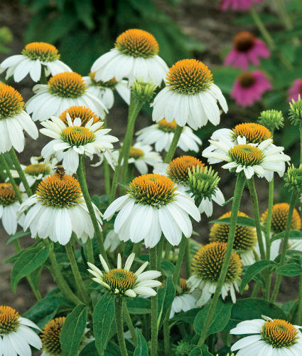 ECHINACEA 'PowWow White'