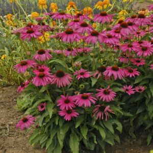 ECHINACEA 'Purple Emperor' PP24459