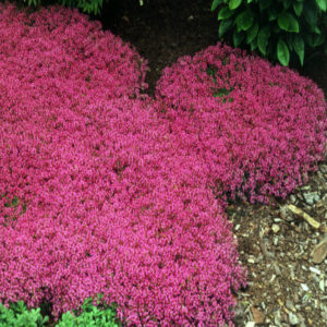 THYMUS praecox 'Coccineus'