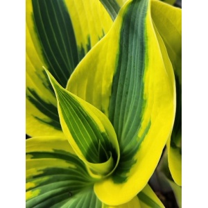 HOSTA SHADOWLAND® 'Autumn Frost' PP23224