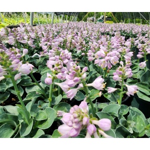 HOSTA 'Blue Mouse Ears'