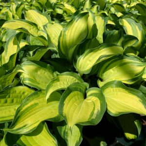 HOSTA 'Island Breeze' PP27151