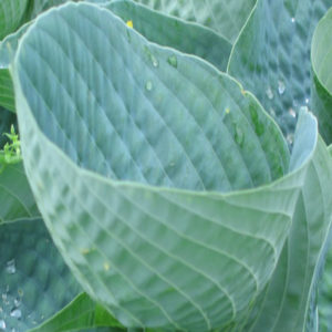 HOSTA 'Abiqua Drinking Gourd'