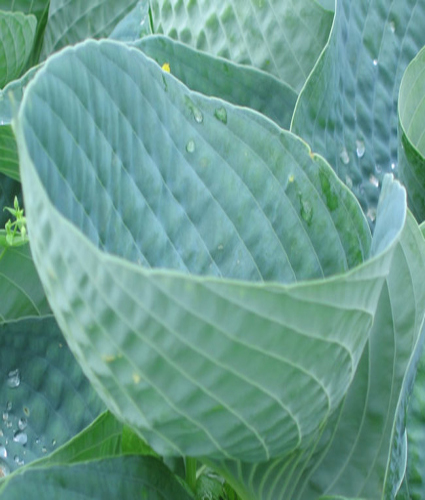 HOSTA 'Abiqua Drinking Gourd'