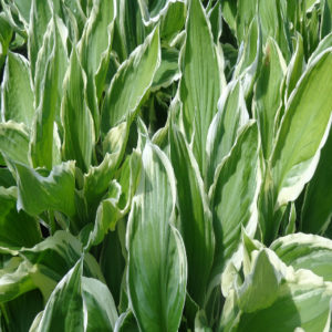 HOSTA 'Albo-marginata'