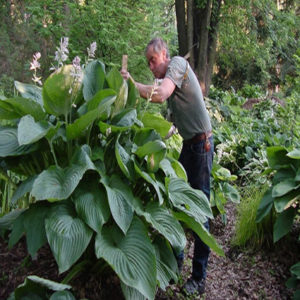 HOSTA SHADOWLAND® 'Empress Wu' PP20774