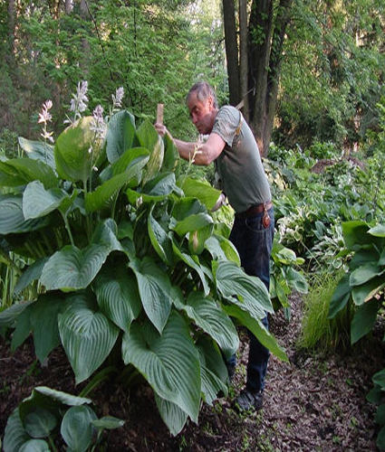 HOSTA SHADOWLAND® 'Empress Wu' PP20774