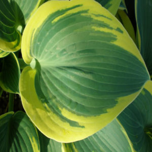 HOSTA 'First Frost'