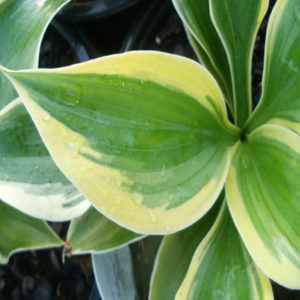 HOSTA 'Liberty' PP12531