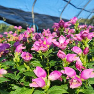 CHELONE lyonii 'Hot Lips'