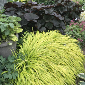 HAKONECHLOA macra 'All Gold'
