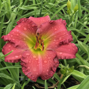 HEMEROCALLIS 'Passionate Returns' PP20002