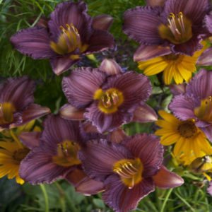 HEMEROCALLIS 'Purple d'Oro'