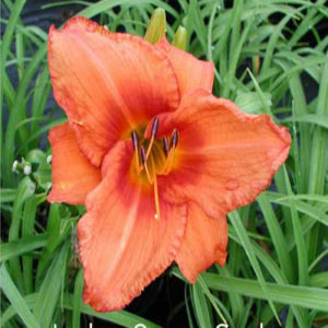 HEMEROCALLIS 'Leebea Orange Crush'