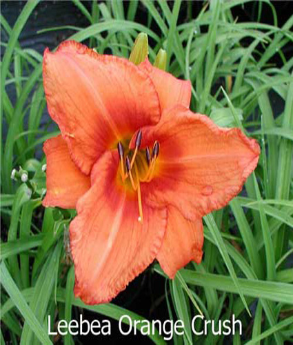 HEMEROCALLIS 'Leebea Orange Crush'