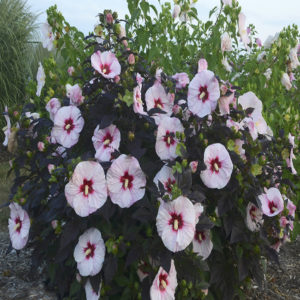 HIBISCUS moscheutos SUMMERIFIC&reg; 'Perfect Storm' PP27880