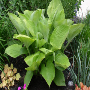 HOSTA 'Sum and Substance'
