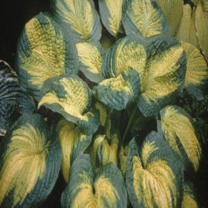 HOSTA 'Brother Stefan'