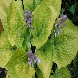 HOSTA SHADOWLAND® 'Coast to Coast' PP26469