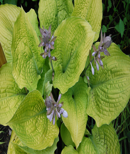HOSTA SHADOWLAND® 'Coast to Coast' PP26469