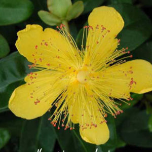 HYPERICUM calycinum