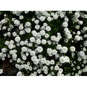 IBERIS sempervirens 'Purity'
