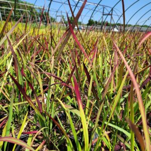 IMPERATA cylindrica 'Red Baron'