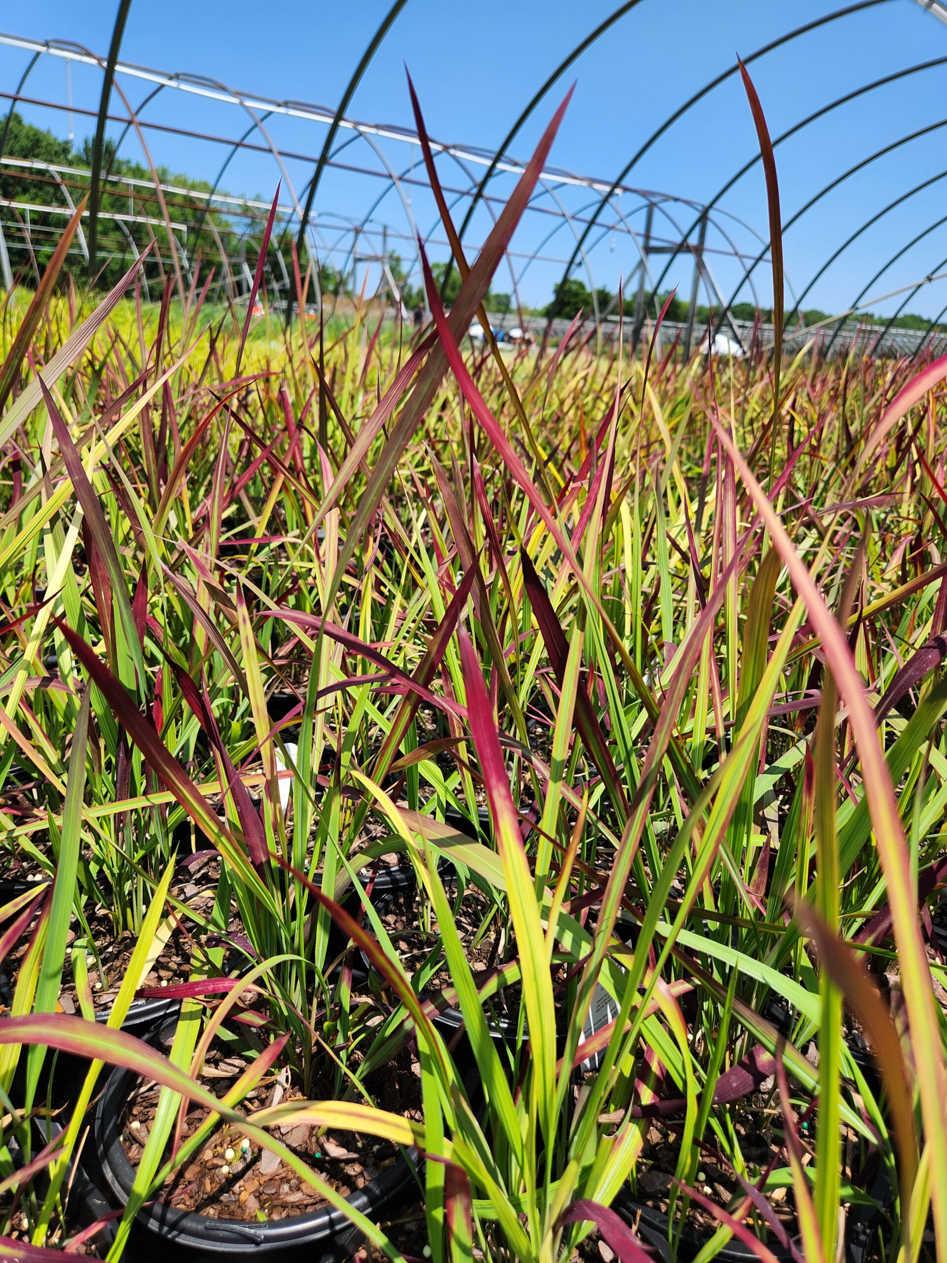 IMPERATA cylindrica 'Red Baron'