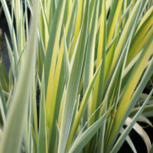 IRIS pallida 'Aureo-Variegata'