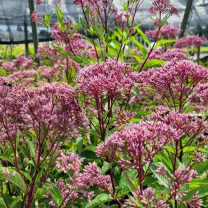 EUPATORIUM dubium 'Baby Joe' PP20320